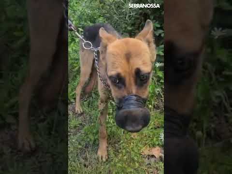 Maus-tratos contra cães em Farroupilha