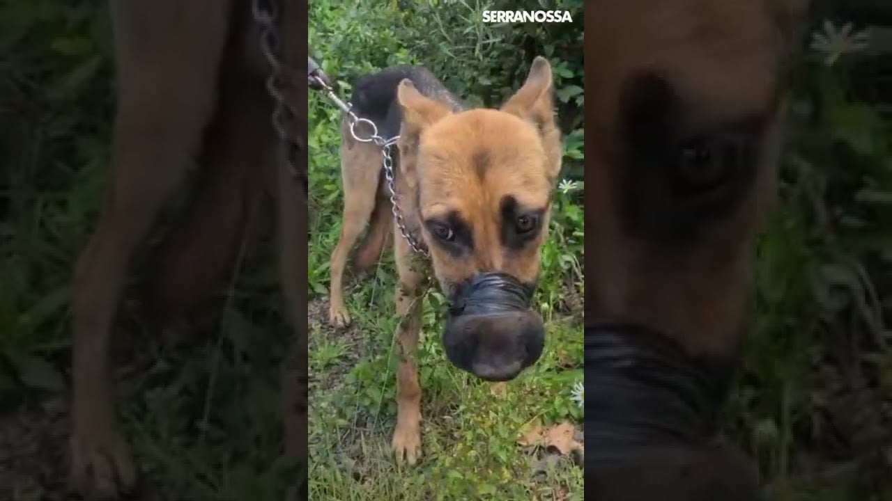 Maus-tratos contra cães em Farroupilha