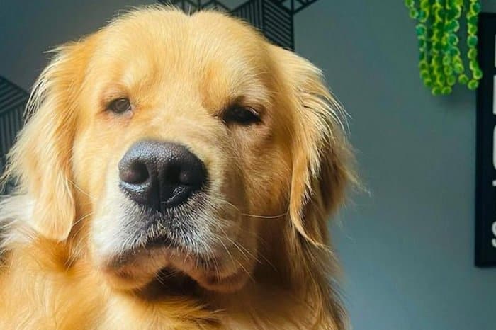 Cachorro morre em voo após companhia aérea errar o destino