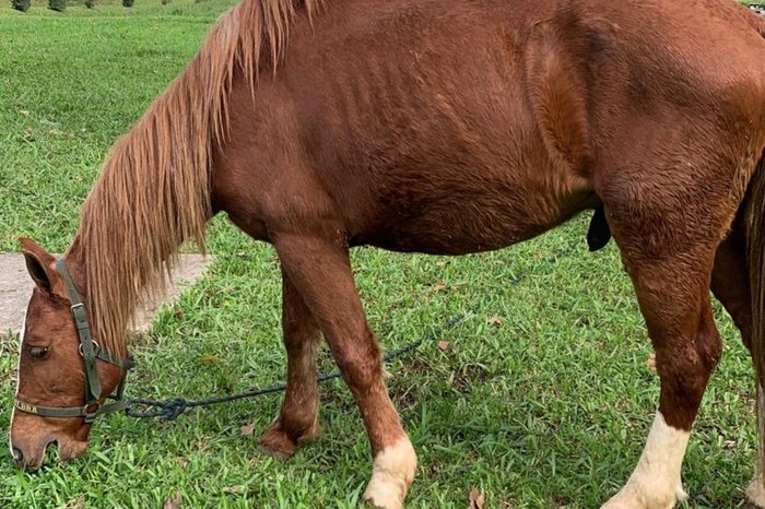 Cavalo Caramelo continuará vivendo em hospital veterinário por tempo indeterminado