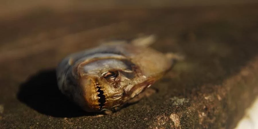 Piranha aparece morta no Centro de Porto Alegre