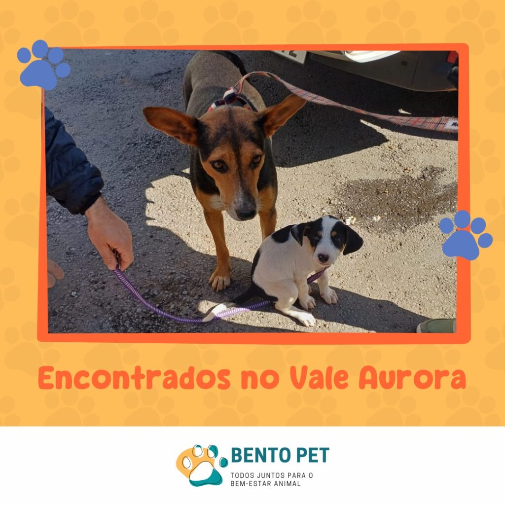 Campanha busca encontrar tutores de cães resgatados em Bento Gonçalves