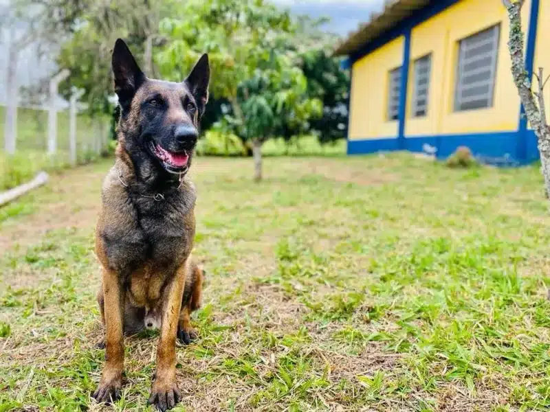 Cão de faro parceiro da PRF, Baruk será aposentado