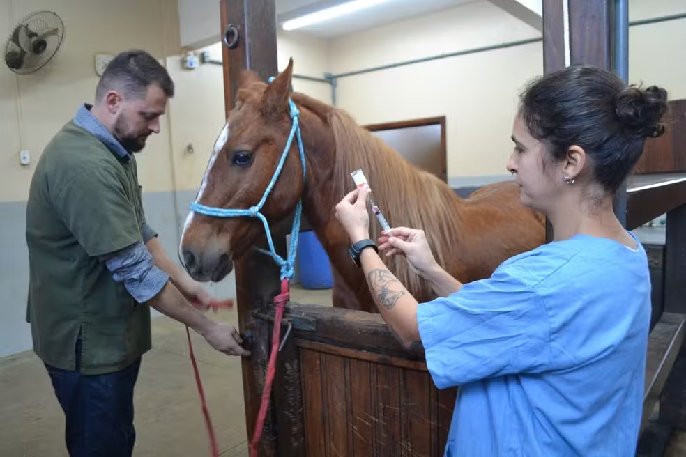 Cavalo Caramelo está saudável e já ganhou 40 kg desde o resgate