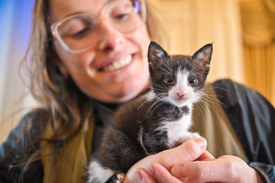 Governo do RS anuncia novo programa de apoio aos abrigos de cães e gatos