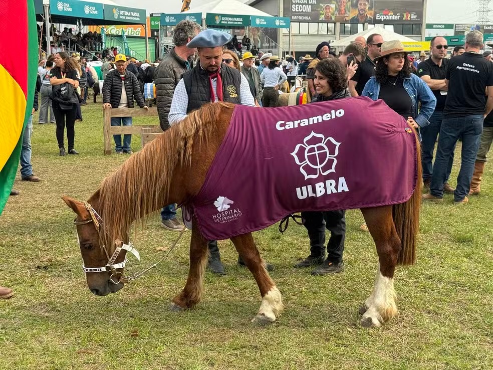 Símbolo da resiliência gaúcha, Cavalo Caramelo é aplaudido em desfile na Expointer