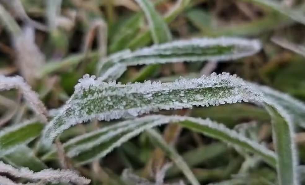 Geada cobre os campos da Serra Gaúcha e cidades têm temperaturas quase negativas