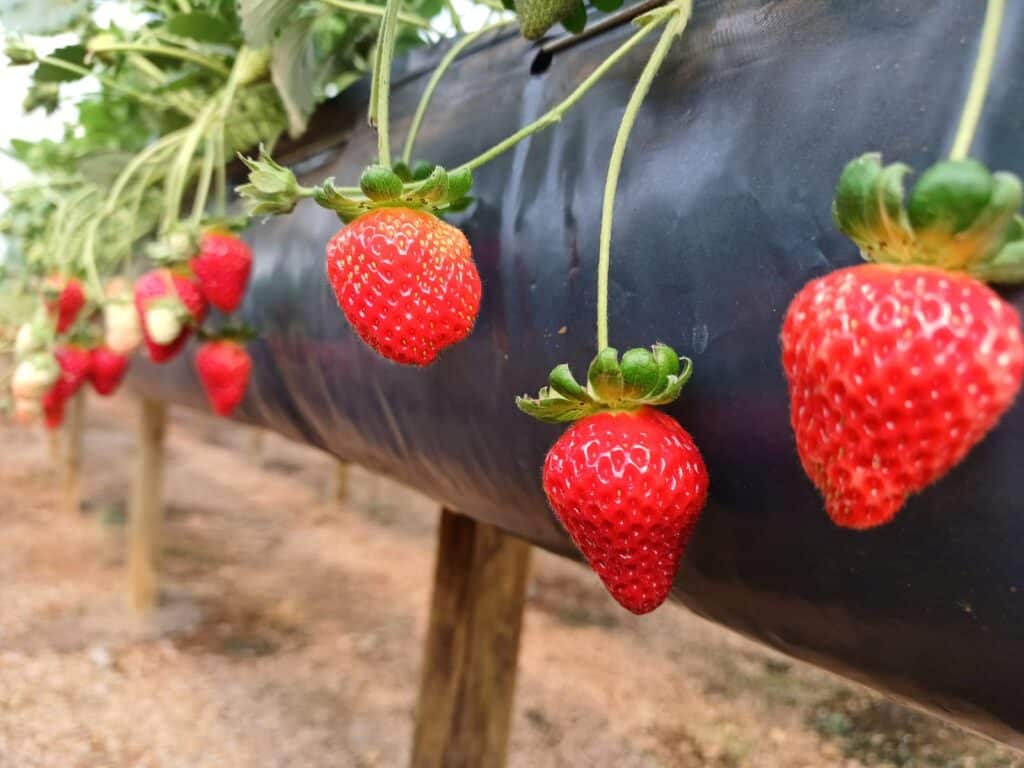 Cor e sabor intensos: morango alcança pico de produção na Serra Gaúcha 