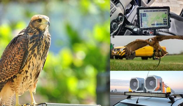 Retomada das operações no Aeroporto de POA reforça medidas de mitigação do risco de fauna