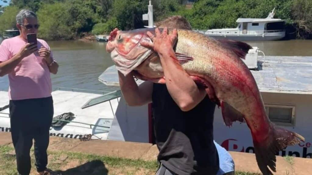 Carpa de 56 kg é pescada no Rio Caí