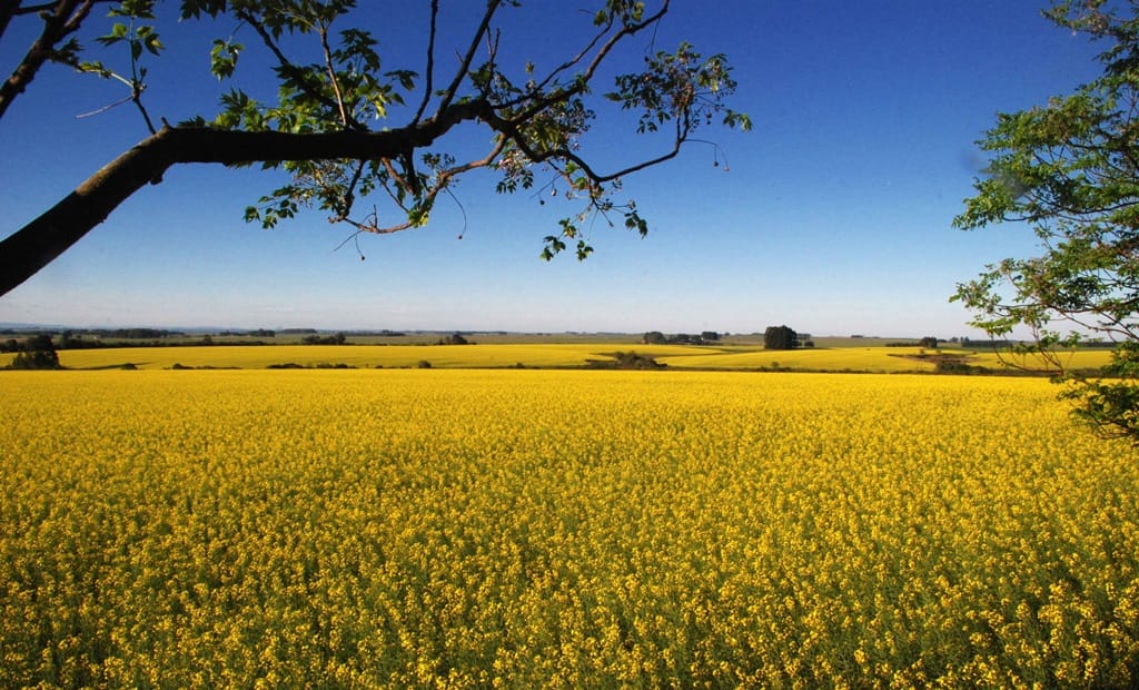 Verão será de menos chuvas e aumento da temperatura aos poucos no RS