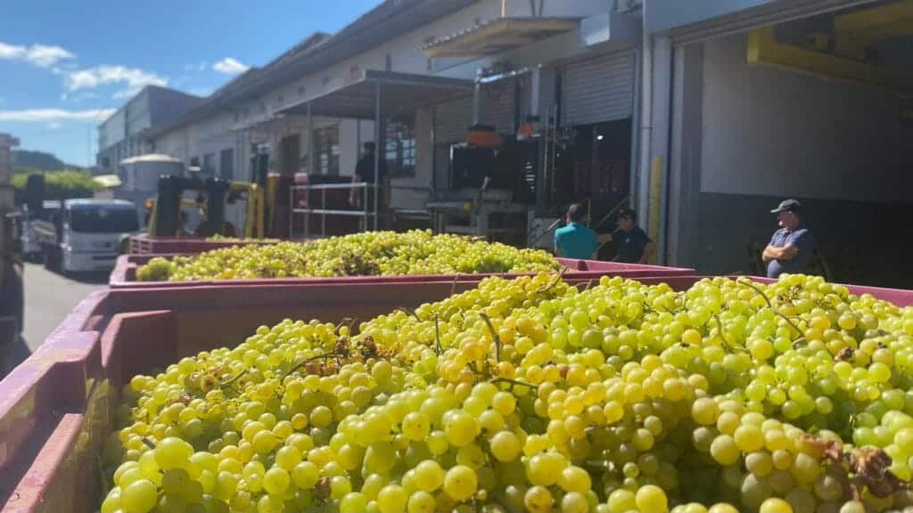 Cooperativa Vinícola Garibaldi recebe as primeiras uvas da safra 2025