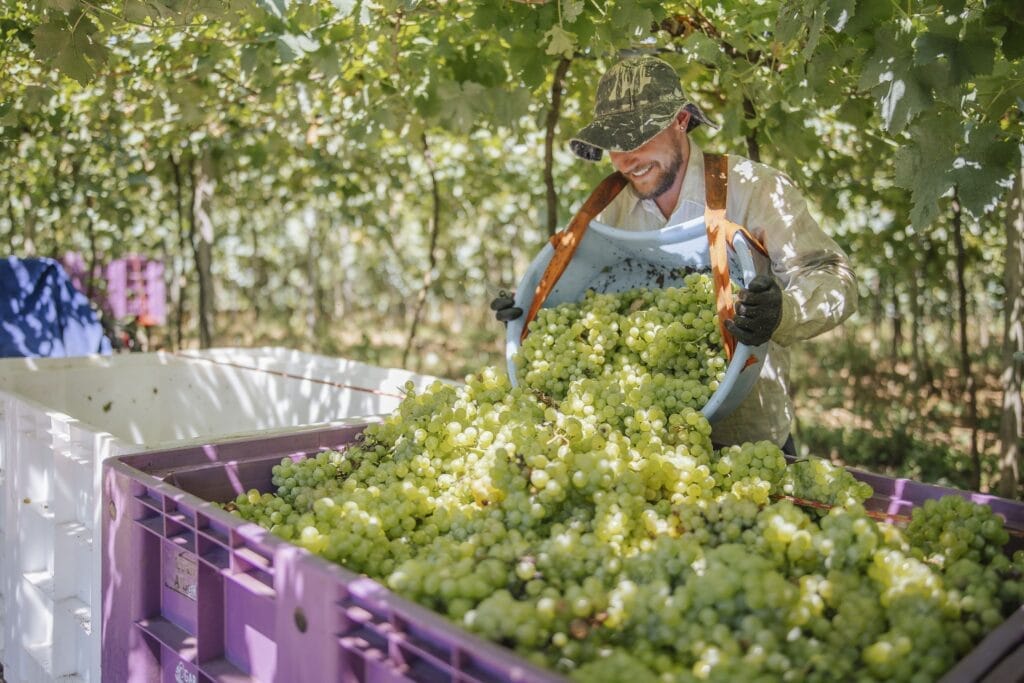 Cooperativa Vinícola Garibaldi já recebeu mais de 14 milhões de quilos de uvas