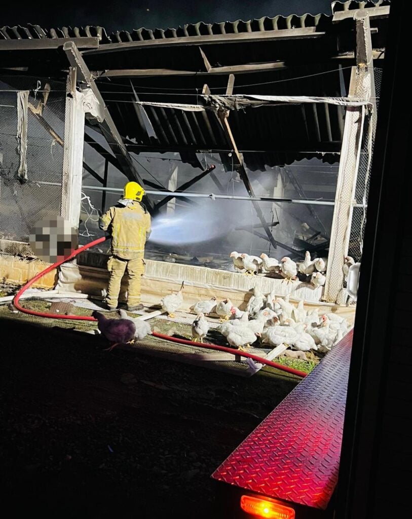 Incêndio destrói aviário com 8,5 mil matrizes de ovos férteis em Protásio Alves.