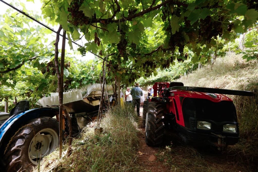 A demonstração de vinhedo conduzido para colheita mecânica será um dos atrativos da edição deste ano da feira realizada pela Cooperativa Vinícola Aurora. Foto: Eduardo Benini