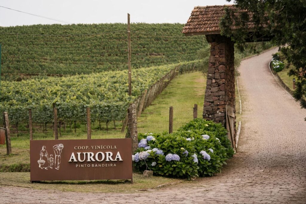 Vitis Aurora começa nesta terça-feira (13), na unidade da Cooperativa Vinícola Aurora, em Pinto Bandeira.