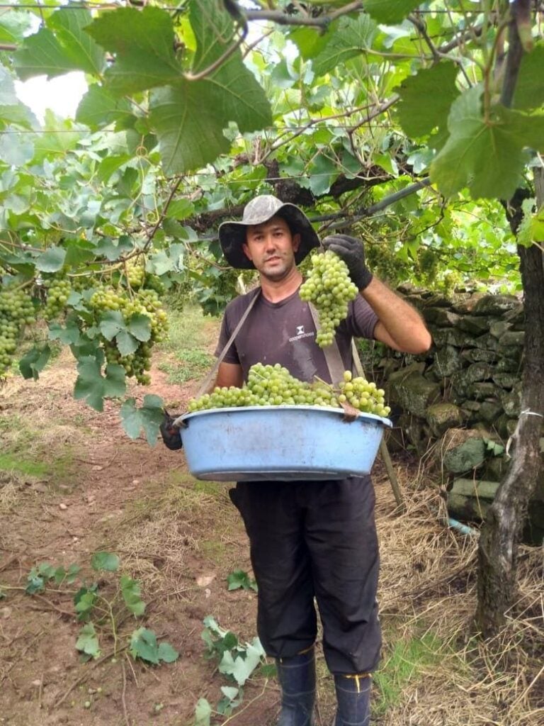 Colono, a força por trás da Cooperativa Vinícola Garibaldi.