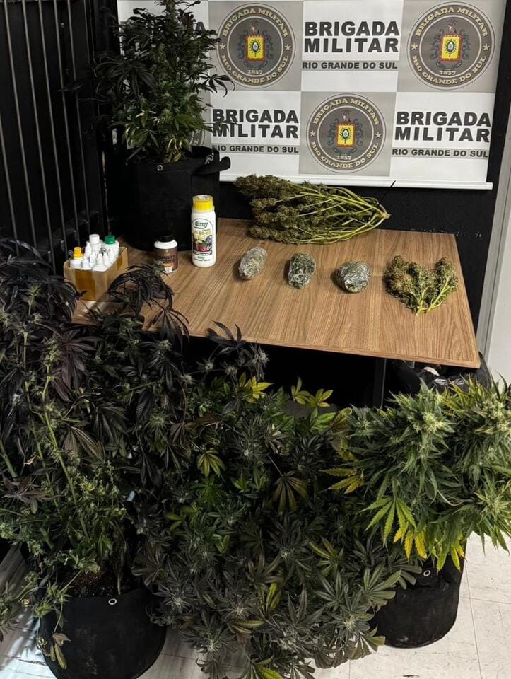 Brigada Militar apreende pés de maconha em ação no bairro Vila Nova, em Bento Gonçalves.