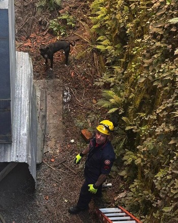 Bombeiros salvam cachorro preso em barranco em Bento Gonçalves.