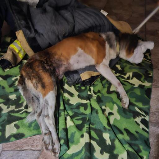 Bombeiros de Bento resgatam cachorro que caiu em barranco