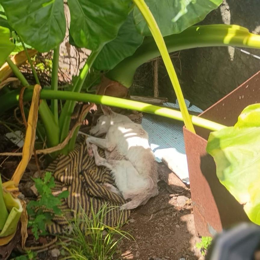 Cachorro é encontrado definhando em Bento Gonçalves.