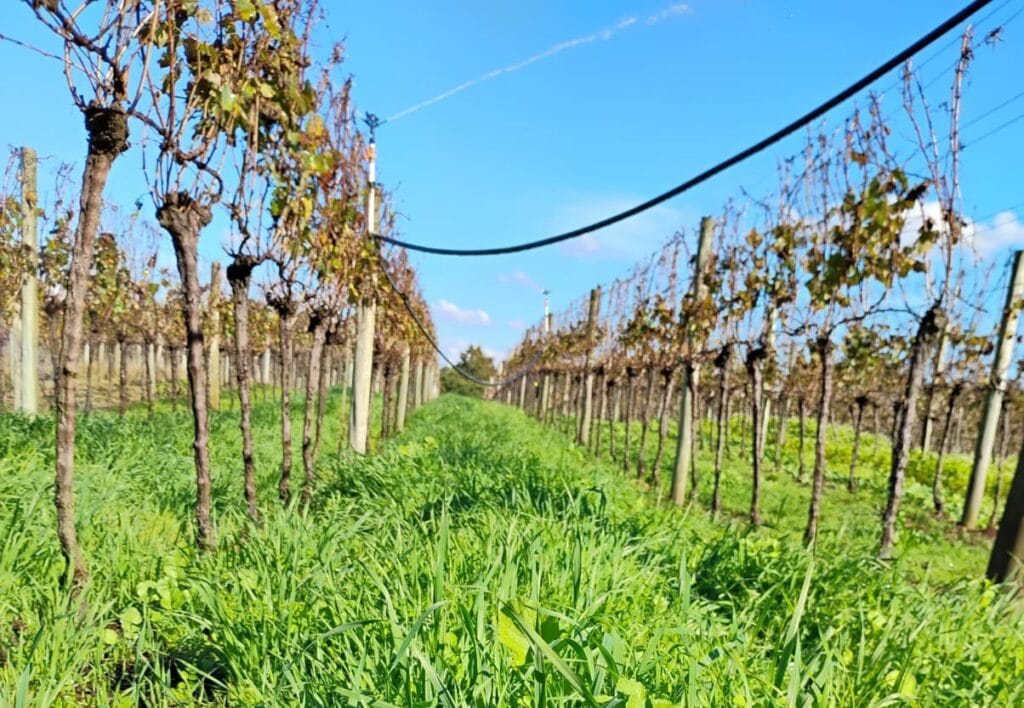 Viticultura sustentável da Vinícola Aurora será destaque na COP30.