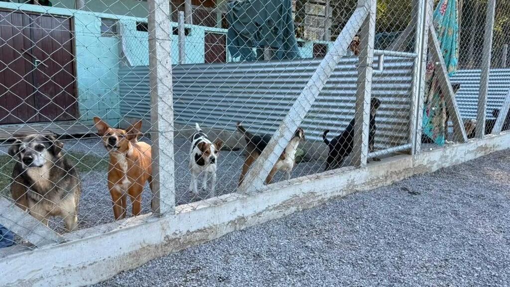 Cães acolhidos pelo Bem-Estar Animal aguardam por adoção na nova sede, em Bento Gonçalves.