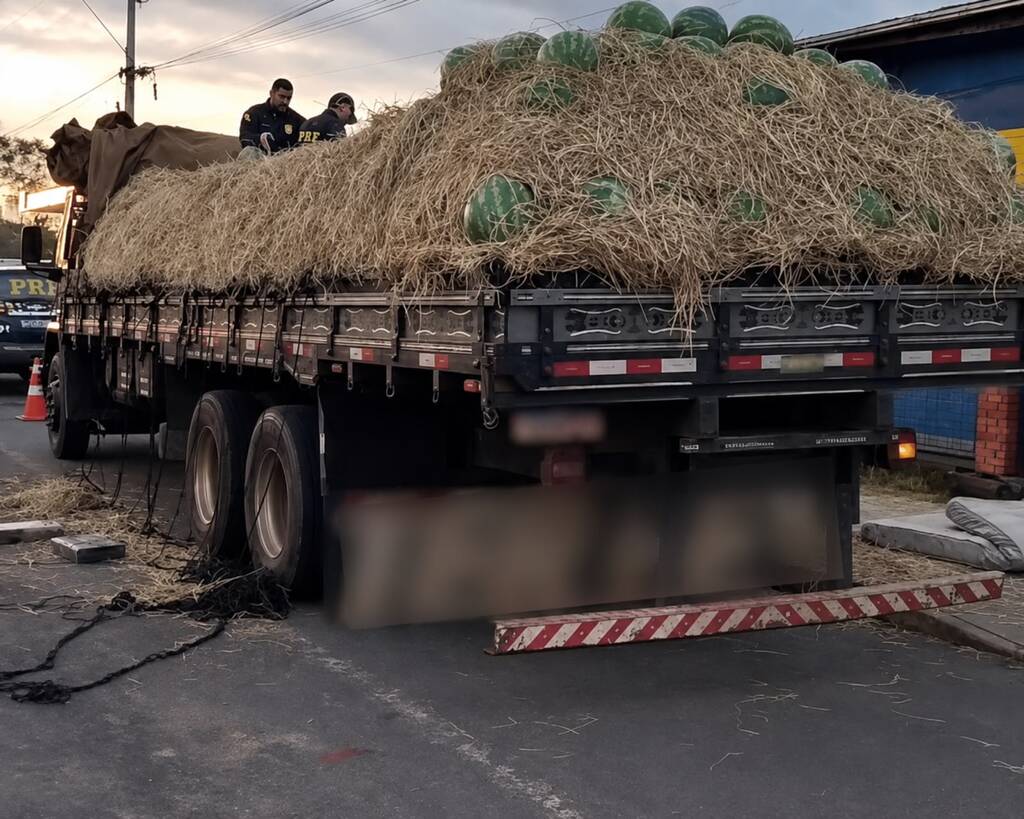 Maconha apreendida em Lajeado estava escondida sob carga de melancias e feno; cães farejadores da PRF localizaram a droga na BR-386.