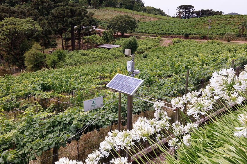 Vinícola Aurora combina monitoramento, assistência técnica e pesquisa em 11 municípios da Serra Gaúcha.