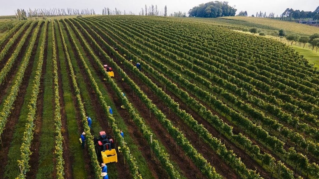 Tecnologia e manejo ajudam 1,1 mil produtores da Aurora a enfrentar mudanças no clima.