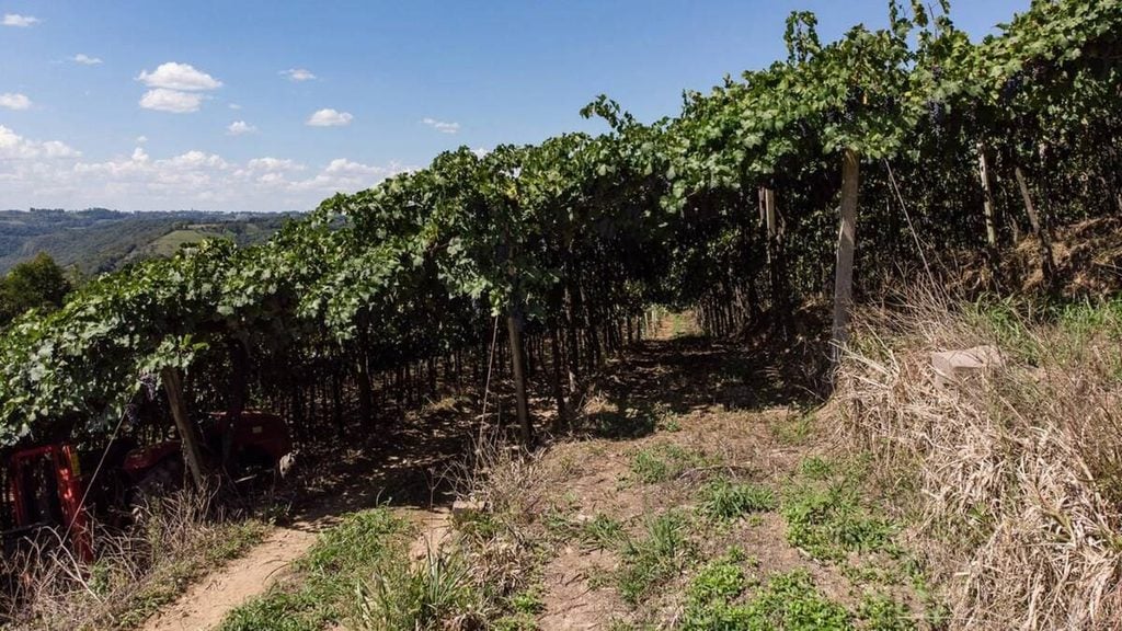 Aurora usa tecnologia, manejo e pesquisa para ajudar 1,1 mil produtores a enfrentar mudanças no clima na Serra Gaúcha.