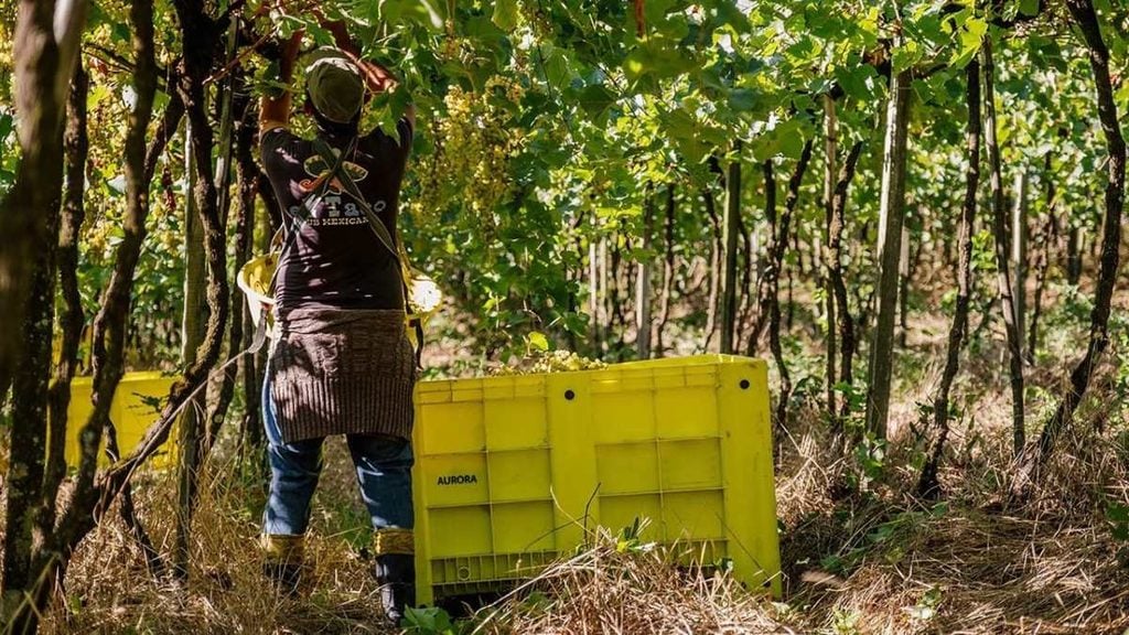 Vinícola Aurora conquista selo Carbon Free e divulga avanços em sustentabilidade.